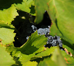 Le vignoble